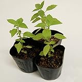 ハーブ　ホーリーバジル苗（トゥルシー苗）3本セット