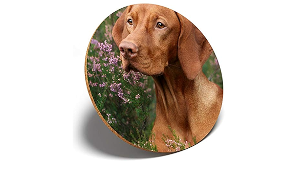 Amazon 1 美しいショートヘアード ハンガリアン ビズラ犬 ラウンドコースターキッチン学生キッズギフト コースター オンライン通販