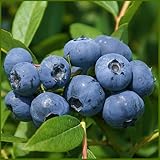 ブルーベリー苗木　サンシャインブルー＜サザンハイブッシュ系＞（２年生）