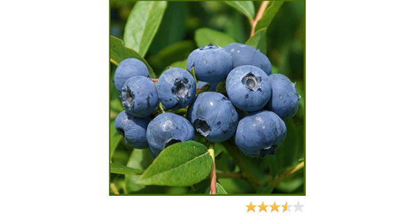 Amazon ブルーベリー苗木 サンシャインブルー サザンハイブッシュ系 果物