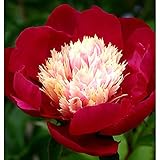 ピオニー（洋種しゃくやく）：ビロードクイーン裸苗袋詰め[芍薬]