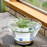 (ビオトープ/水辺植物) 窓辺の幸運 quattuor ウォータークローバームチカのセット 本州・四国限定[生体]