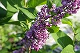 ライラック 苗 紫青～紫花 品種 ミッシェル ブッチャー ポット苗 庭木