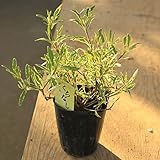 苗：斑入くちなし