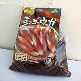 野菜球根パック：ミョウガ150g入り2袋セット[夏の薬味に欠かせない！日陰でも栽培可能] ノーブランド品