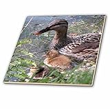 ビバリーターナー写真 – メスMallard Duck with Babies – タイル 6-Inch-Ceramic ct_11543_2