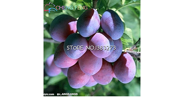 Amazon Co Jp 10個黒茶色のプラム植物非常に美味しいスライス果物の木の植物庭の植物野菜と果物簡単なポット植物の成長セメント 黄色 ホーム キッチン