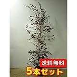 【ノーブランド品】トキワマンサク（赤葉赤花）樹高1.2m前後18cmポット【5本セット】