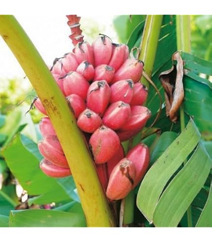 Amazon.co.jp: 巨大苗180㎝◇ナムワ系 アイスクリームバナナ