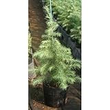 ヒマラヤスギ (杉) 6号ポット