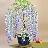 盆栽妙 藤(1才藤)の盆栽 幅33cm×樹高40cm