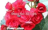12シード、ローズリーガーベゴニアの花、理想的な鉢植えの花の植物の種子、送料無料