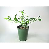 Amazon こぶみかん バイマックルー 2年生接木苗 果物