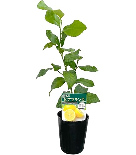トゲ無しレモン苗木　３つ実着き Amazon.co.jp: ノーブランド品 レモン 苗木 【トゲなし リスボンレモン