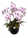 胡蝶蘭 ランラン 5本立ち （こちょうらん） 胡蝶蘭 生花 造花 ギフト 光触媒 髪飾り 産地直送