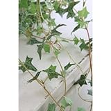 COVENT GARDEN アイビー・ショートバイン TG-09