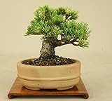 いよじ園 五葉松 -明星- 小品盆栽 （盆栽 松） 【父の日ギフト】