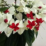 ゲンペイカズラ4号鉢植え 2個セット[初夏から秋口までずっと花を咲かせる源平かずら] ノーブランド品