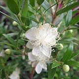 マートル：ドワーフマートル緑葉3号ポット2株セット 　 ノーブランド品