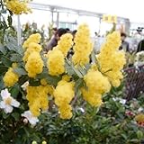 国華園　花木　ミモザアカシア　1株【※発送が国華園からの場合のみ正規品です】