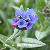 宿根草:斑入りプルモナリア 9cmポット苗2ポットセット【紫桜館山の花屋】