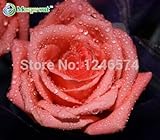 花の種1000個（100各色）は、種子がピンクブラックホワイトレッドパープルグリーンイエローブルーレインボーカラーを含めるローズ