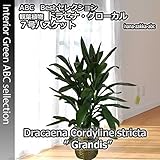 ドラセナ・グローカル7号鉢　鉢カバー・受皿付きで【送料無料】