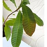 カシューナッツの木5号ポット ノーブランド品