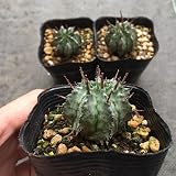 多肉植物:ユーフォルビア ゲンコツホリダ*
