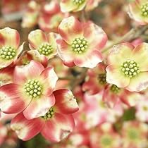 Amazon | ハナミズキ 苗木 赤花 接木ポット苗 庭木 落葉樹 Amazon | ハナミズキ 苗木 赤花 接木ポット苗 庭木 落葉樹