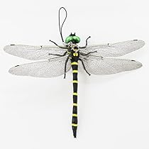 こばやん様 リクエスト 7点 まとめ商品 51dXLgXYagL._AC_UL210_SR210,