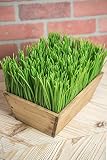 Faux Grass inプランターボックス10 in