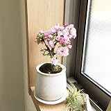 桜 一才桜 旭山 陶器鉢植え さくら 盆栽 花芽付き 苔付き 桜の木 ミニ ギフト