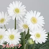 宿根ガーデンガーベラ ガルビネア 【シルバーナ】 1株