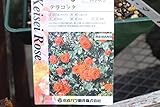 【花苗】【バラ苗大苗(剪定済)】　テラコッタ　【期間限定】