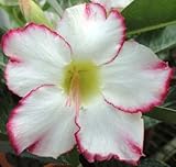 40 Fresh seedsアデニウム アラビカム オベスム 砂漠のバラ種子(40粒)塊根植物種子Adenium obesum Desert Roses seeds no214-Moon-of-whi