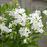 デュランタ：レペンス・アルバ（ホワイトラブ）5号鉢植えスタンド仕立て ノーブランド品