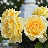 バラ苗 アンドレグランディエ （ベルサイユのばらシリーズ） 国産新苗植え替え6号スリット鉢 ハイブリッドティー (HT) 四季咲き大輪 黄色系