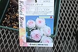 【花苗】【バラ苗大苗(剪定済)】　クリスティアーナ　【期間限定】
