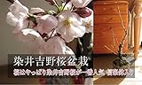 ソメイヨシノ桜盆栽