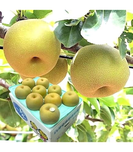Amazon.co.jp: 市川梨 約5kg 8～16玉 幸水 秀品 大玉中心 贈答規格