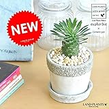 LAND PLANTS ソテツキリン 多肉植物 石模様セメントポット
