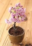 桜盆栽（旭山桜） 瀬戸焼鉢入り