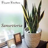 サンスベリア 7号鉢 ＋ IKEA北欧カゴ