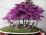 200pcs Rare Purple Dawn Redwood Bonsai Tree - Metasequoia glyptostroboides, DIY home garden, Very ea