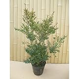 キンメツゲ 樹高0.5m前後 15cmポット （金芽ツゲ） 生垣 苗木 植木 苗 庭木 生け垣