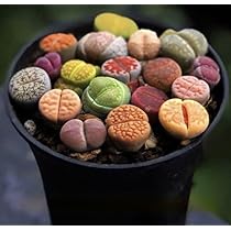 多肉植物　リトープス　入れ合わせ　品種たくさん　コメントください 361181-1.jpg