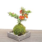 年に数回可憐な花が楽しめます。名前も縁起がいいでしょ？【紅長寿梅（べにちょうじゅばい）の苔玉・焼締角器・敷石セット】 (敷石の色（白石）)