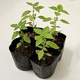 ハーブ　ホーリーバジル苗（トゥルシー苗）4本セット