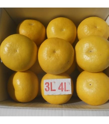 Amazon.co.jp: 【大玉サイズ】【ご家庭用】高知特産 土佐文旦 3L～4L